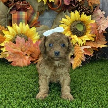 Poodle Puppy Eva