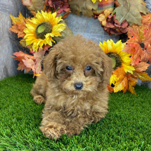 Poodle Puppy Eva