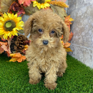 Poodle Puppy Eva