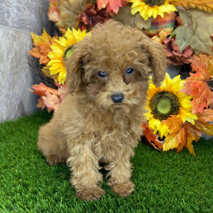 Poodle Puppy Eva