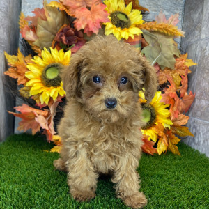 Poodle Puppy Eva