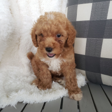 Goldendoodle Puppy Ivy