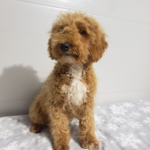 Goldendoodle Puppy Ivy