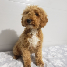 Goldendoodle Puppy Ivy