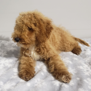 Goldendoodle Puppy Ivy