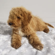 Goldendoodle Puppy Ivy