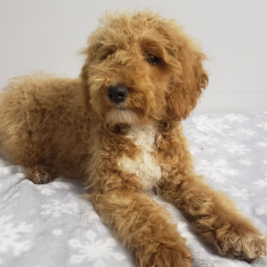 Goldendoodle Puppy Ivy
