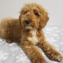 Goldendoodle Puppy Ivy