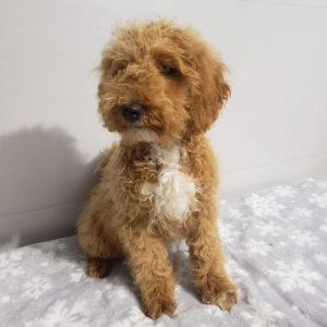 Goldendoodle Puppy Ivy