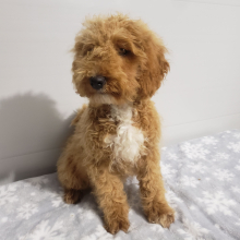 Goldendoodle Puppy Ivy