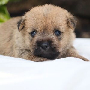 Cairn Terrier Puppy Ross