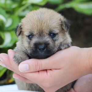 Cairn Terrier Puppy Ross