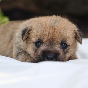 Cairn Terrier Puppy Ross