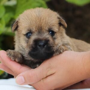 Cairn Terrier Puppy Ross
