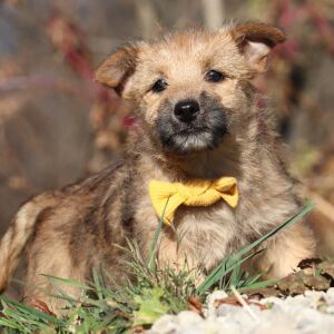 Cairn Terrier Puppy Ross