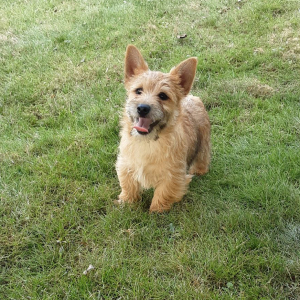 Cairn Terrier Puppy Ross