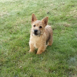 Cairn Terrier Puppy Ross