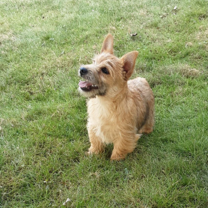 Cairn Terrier Puppy Ross