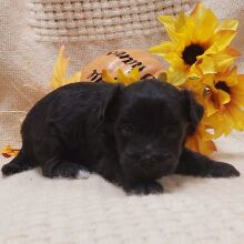 Maltipoo Puppy Hallie