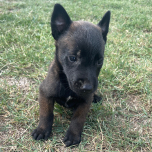 Belgian Malinois Puppy Riot