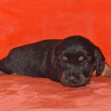 Dachshund Puppy Wiggles