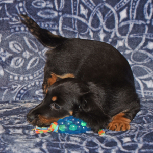 Dachshund Puppy Wiggles