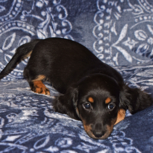 Dachshund Puppy Wiggles