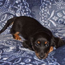 Dachshund Puppy Wiggles
