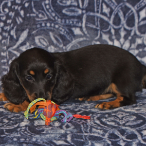 Dachshund Puppy Wiggles
