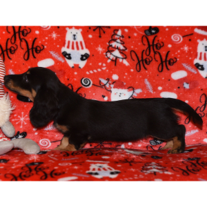 Dachshund Puppy Wiggles