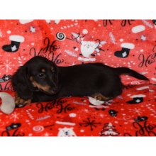 Dachshund Puppy Wiggles