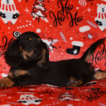 Dachshund Puppy Wiggles