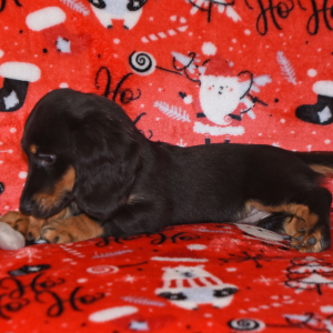 Dachshund Puppy Wiggles