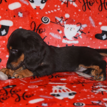 Dachshund Puppy Wiggles