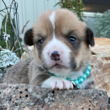 Pembroke Welsh Corgi Puppy McIntosh