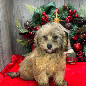 Havapoo Puppy Brinley