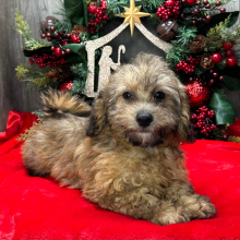 Havapoo Puppy Brinley