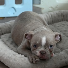 Boston Terrier Puppy Blu Boy