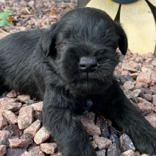 Miniature Schnauzer Puppy Mason