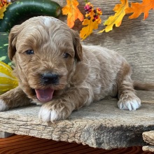 Goldendoodle Puppy Zac