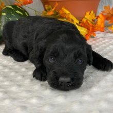 Goldendoodle Puppy Yolie