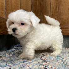 Shihpoo Puppy Walter