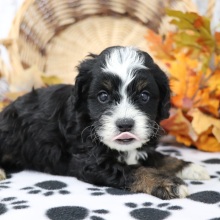 Cockapoo Puppy Bingo