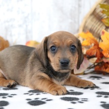 Dachshund Puppy Georgia