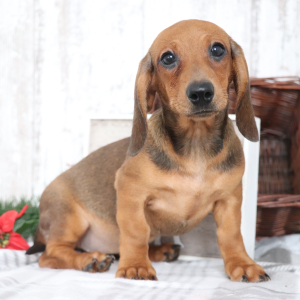 Dachshund Puppy Georgia