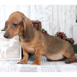 Dachshund Puppy Georgia