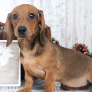 Dachshund Puppy Georgia
