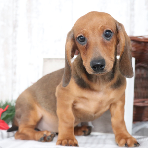 Dachshund Puppy Georgia