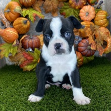 Boston Terrier Puppy Duke