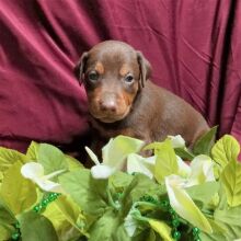 Doberman Pinscher Puppy George